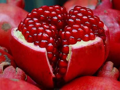 VibeX LX-81 - Rare Pomegranate "White" Exotic - (90 Seeds) Seed