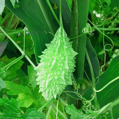 PMA Bitter Guard Seed, BG- 3108 Organic, Korola, Utchhe, Karola Hybird Seed