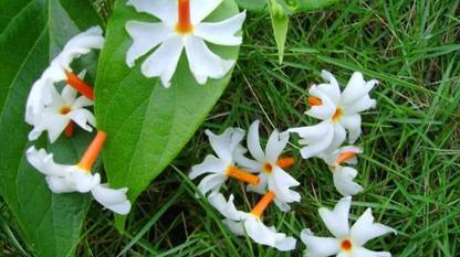 BDSresolve Coral Jasmine/jasmine seeds 15 Seed