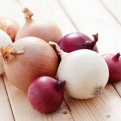 VibeX PUAS-9 - Onion Rainbow Mix - (4500 Seeds) Seed