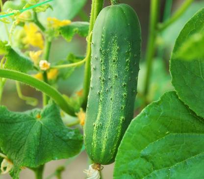WHYGI Heirloom Jointed Gourd-Hairy Melon Seeds(Mokwa Long)-CuC_244 Seed