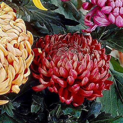 Liance Chrysanthemum Bloom collection (Incurve Petals) Seed