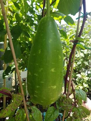 ACMS DARK GREEN WHITE SPOTTED BOTTLE GOURD Non GMO Vegetable Seeds for home garden Seed