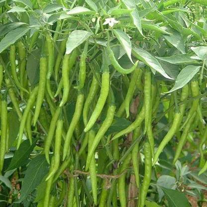CYBEXIS Hari Mirch-350 Seeds Seed