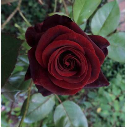 greenfarm NBX- Rose Flower Seeds/Gulab Seeds, Best Quality, 80 X Seeds, ASA51 Seed