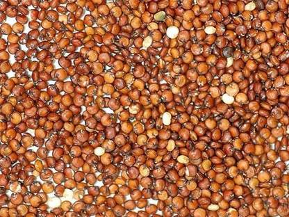 CYBEXIS RED QUINOA (ORGANIC)2800 Seeds Seed