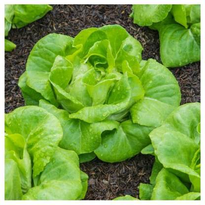 VIATION Lettuce Green (Salad Patta) English Vegetable Seed