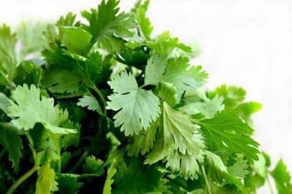 VibeX VXI-36 - Longstanding Cilantro - (250 Seeds) Seed