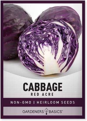 WILLVINE HUA-900 Cabbage Seeds Red Acre Heirloom Seed