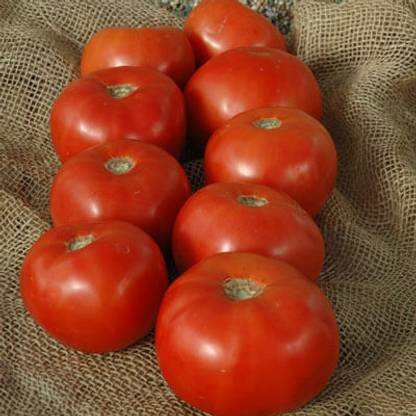 STOY Tomato Mountain Majesty Seed