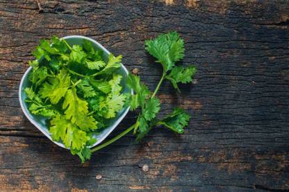 ZIXA Cilantro/Coriander Herbs Seed