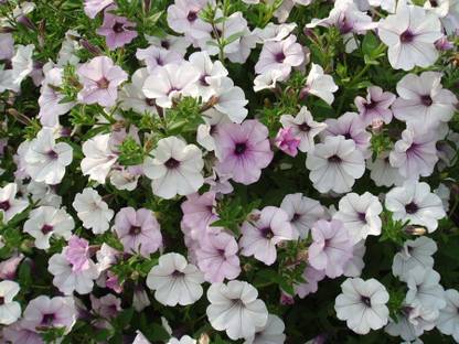 WHADE Tidal Wave Silver Petunia Seed