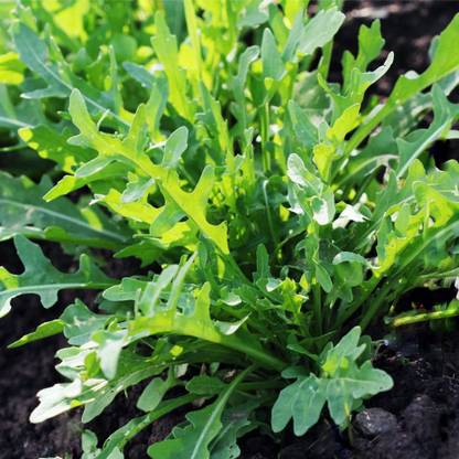 CYBEXIS HUA-48 - Wild Arugula - (2250 Seeds) Seed