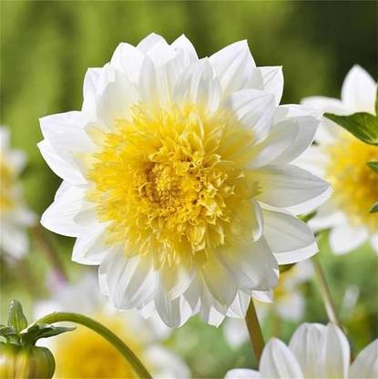 VibeX XLL-18 - Rare Varieties Unique Blue Fireball Dahlia Mixed Color - (60 Seeds) Seed