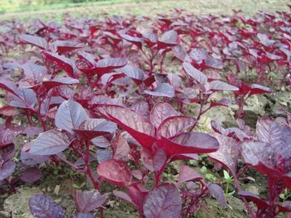 BDSresolve All Season Spinach Seeds PACK OF 3499 Seed