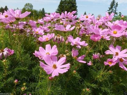 CYBEXIS ATS-16 - COSMOS -DWARF PINK - Tolerates poor dry soil - Flowers - (90 Seeds) Seed