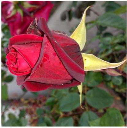 greenfarm NXC- Fragrant Rose Flower Seeds / Best Quality , 80 X Seeds, TRA69 Seed