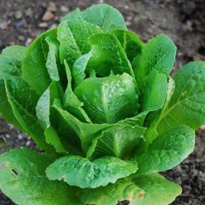 VibeX VVI-38 - Romaine Lettuce - (150 Seeds) Seed