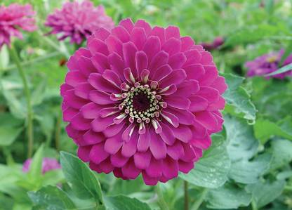 CYBEXIS GBPUT-61 - Imp. Purple Prince Zinnia - (270 Seeds) Seed