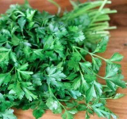 CYBEXIS VXI-19 - Parsley Elite (Plain Single Parsley) - (250 Seeds) Seed