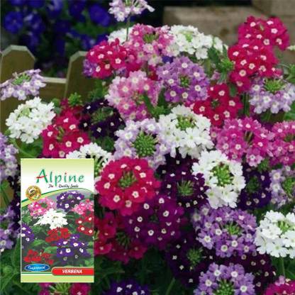 agri max gardens Verbina(mix) flower seeds, Verbena officinalis for home garden, forwinter flowers Seed