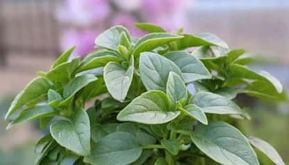 VibeX ® VXI-65 Spicy Globe Basil (ocimum basilicum Minimum) Seed