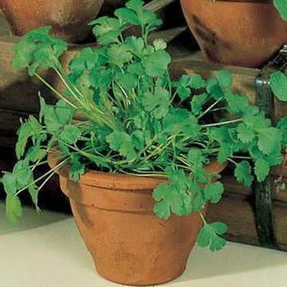 VibeX LXI-73 - Longstanding Cilantro - (750 Seeds) Seed