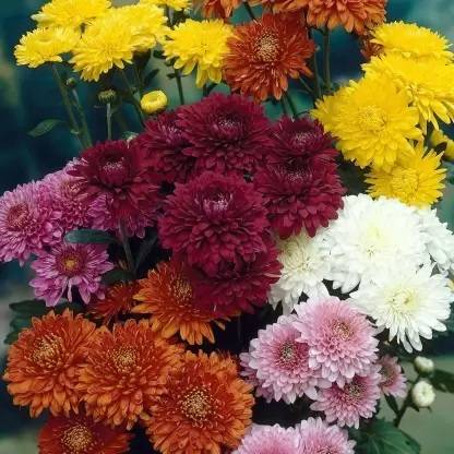 ibains Hybrid chrysanthemum mix flower seeds/chandramallika flower seeds Seed