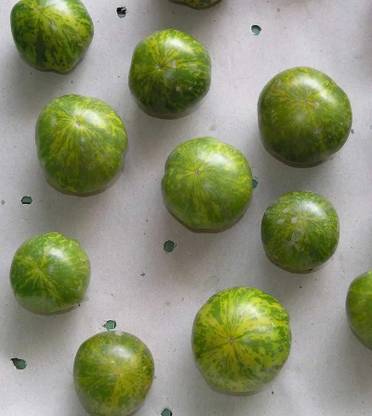 CYBEXIS Zerbra Tomatoes500 Seeds Seed