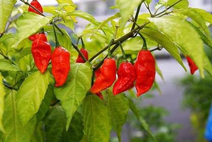 EKAKSHAR Hybrid syngenta Red Patti Chilli Mirch Heirloom 750 Seeds FK793 Seed