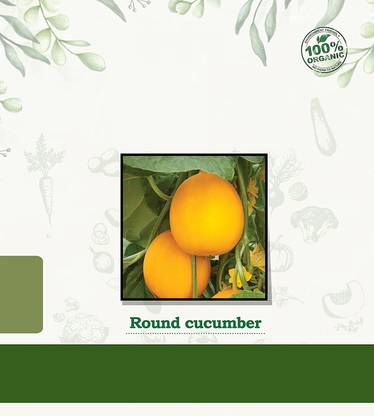 VibeX ® LXI-829 Dosakaya / Vellari / Round Cucumber Seed