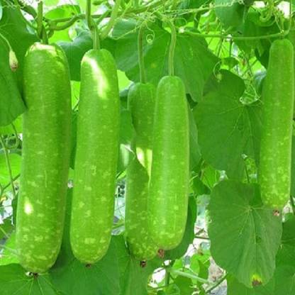 VibeX HUA-82 - Bottle Gourd Dudhi Sorakaya Lauki Calabash - (300 Seeds) Seed