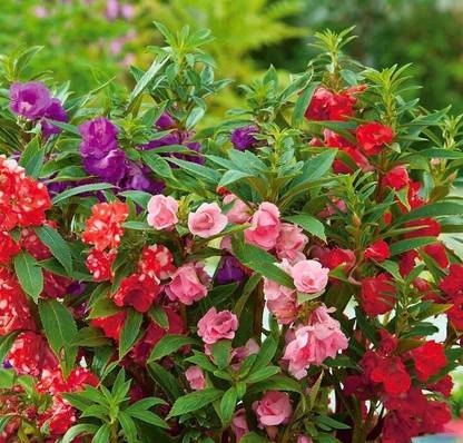 ALPINE HYBRID SEEDS Balsam Flower, Balsam mix flower Seed