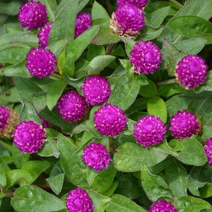 STARKC Gomphrena Ping Pong Purple Seed