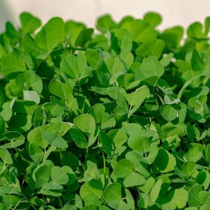 Shivnami Fenugreek seeds, Methi seeds, Golmethi seeds, Methya seeds, Venthayam seeds Seed