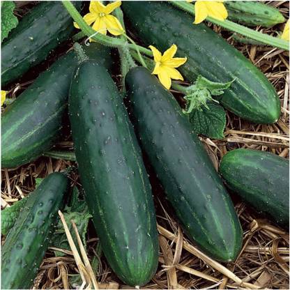 CYBEXIS PAU-11 - Spacemaster 80 Cucumber - (150 Seeds) Seed