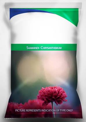 CYBEXIS Jamanthi Poovu Chrysanthemum Flower Seeds Seed