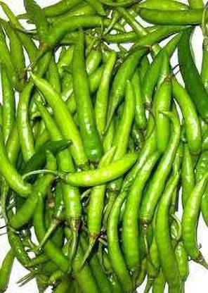 greenfarm chilli seed , mirchi seed hy78 Seed