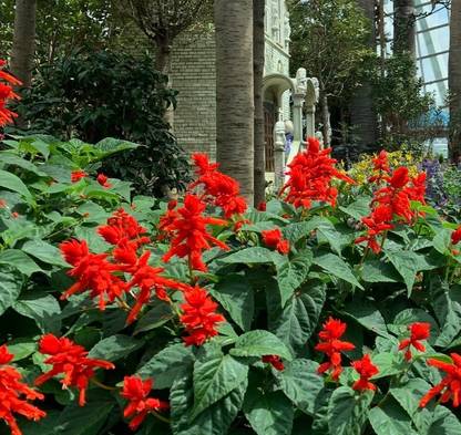VINSEE Scarlet Sage (Salvia splendens) Seed