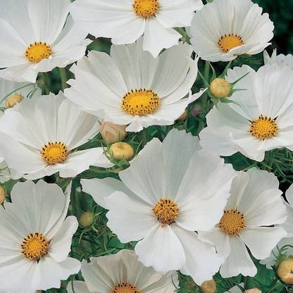 CYBEXIS GUA-15 - Pure White (Cosmos 'Purity') Wildflower - (90 Seeds) Seed