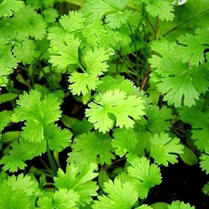 CYBEXIS GUA-32 - Cilantro Magnum - (250 Seeds) Seed