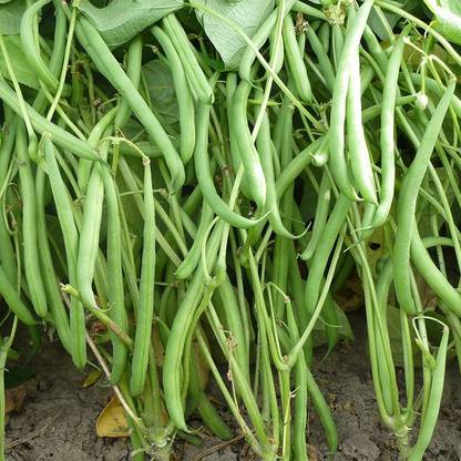 CEZIUS 70% Germination Dwarf French Bean Domino Seed