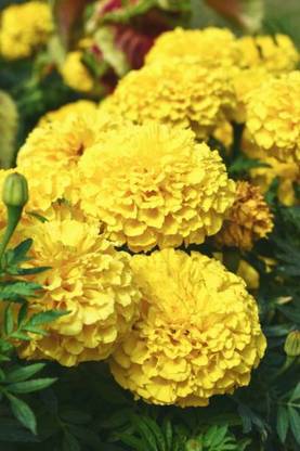Shree Dev marigold/gende ka phool flower seeds Seed