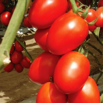 Avysa Tomato Granadero Seed