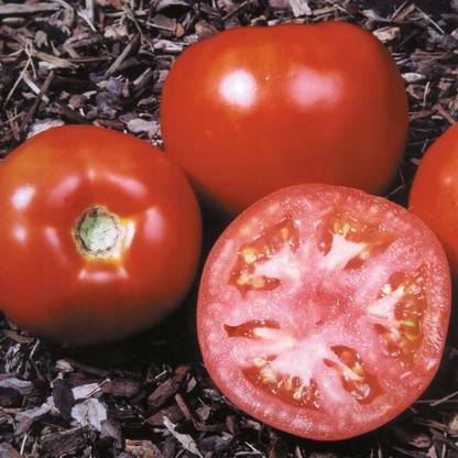 CEZIUS Seeds For Terrace Roof Top Balcony Tomato Amelia Seed