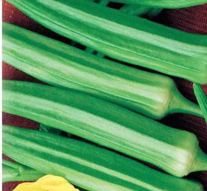 greenfarm NXC- Long Okra Seeds / Bhindi Seeds/ Best Quality , 150 X Seeds , des61 Seed