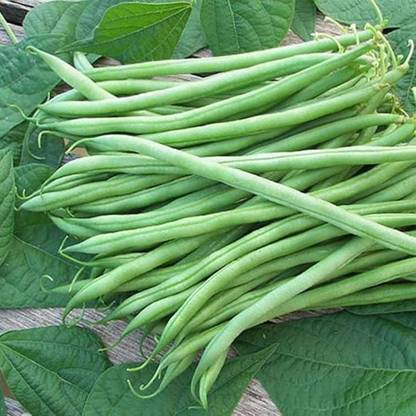 BDSresolve french beans seeds/beans seeds 29 Seed