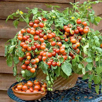 SREE Tomato seeds 100% Original tometo Seed