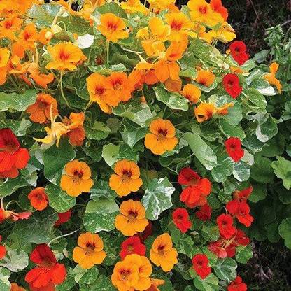 CYBEXIS Nasturtium Majus 'Firebird' Seeds Seed