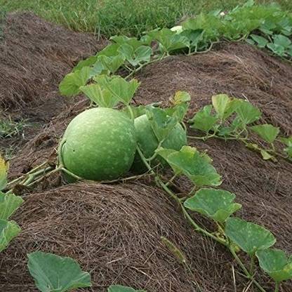 VibeX PAU-11 - Hybrid Large Round Bottle Gourd - (100 Seeds) Seed